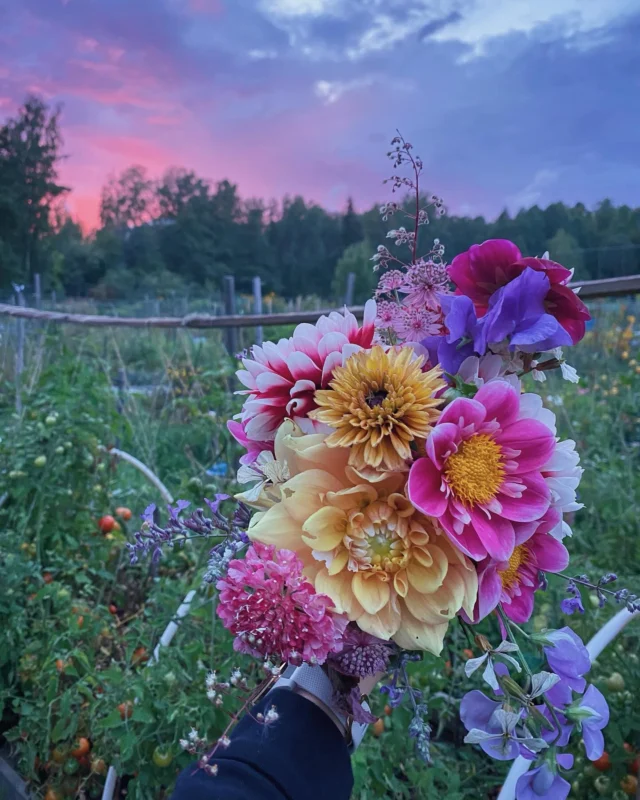 Kaltoinkohdeltujen kesäkukkien kimppu 💐

Iltapiipahdus palstalle helli mykiöitä, jotka ovat koko viikonlopun tuijottaneet tekstitiedostoa 🌈

Siihen nähden että luulin tästä tulevan vähän pliisu kukkakimppukesä, ovat nämä palstan tarjoilemat kimput suorastaan huikentelevaisia.

Kevät oli sen verran hoppuinen, että en ehtinyt paapoa esikasvatuksia niin hartaudella kuin yleensä. Hentoiset taimet pienissä multapaakuissaan kupsahtelivat yhden päivän aikana, kun en muistanut tai ehtinyt olla niitä sumuttelemassa.

Yli sadasta kylvämistäni kesäkukkasiemenestä palstalle päätyi lopulta vain muutama esikasvatettu taimi. Niin ja daaliat, joiden multaan upotetut juurakot eibät ihan niin helposti ottaneet itsensä heitteillejätöstä.

Isoimman roolin kimpuissa ottavatkin erilaiset daaliat, mutta on ollut hauska huomata, että esimerkiksi kaksi piskuista koreatörmänkukkatainta puskevat kukkia niin että niitä voi napsia jokaiseen kimppuun. Yksi tsinnia tupsauttaa kukan silloin tällöin. Hajuherne onnistui tänä vuonna ensimmäistä kertaa -  ne kylvin suorakylvönä ja tuntuu, että komein ja tuoksuvin kukinta on vasta alkanut.

Tämä vuosi on saanut arvostamaan perennoja entisestään. Ei esikasvatusta, mutta kukkia melkein koko kesän! Tänään poimin kimppuun mirrinminttua, keijunkukkaa (lehtinä ja kukkina) sekä isotähtiputkea.

Nyt mietinkin, pitäisikö syksyllä istuttaa kukkapenkkeihin vähän lisää kukkivia perennoja. Sellaisia, jotka olisivat sekä perhosten että kukkakimppujen poimijan mieleen 😚

Mitkä on teidän suosikit kukkivista perennoista? 🌸