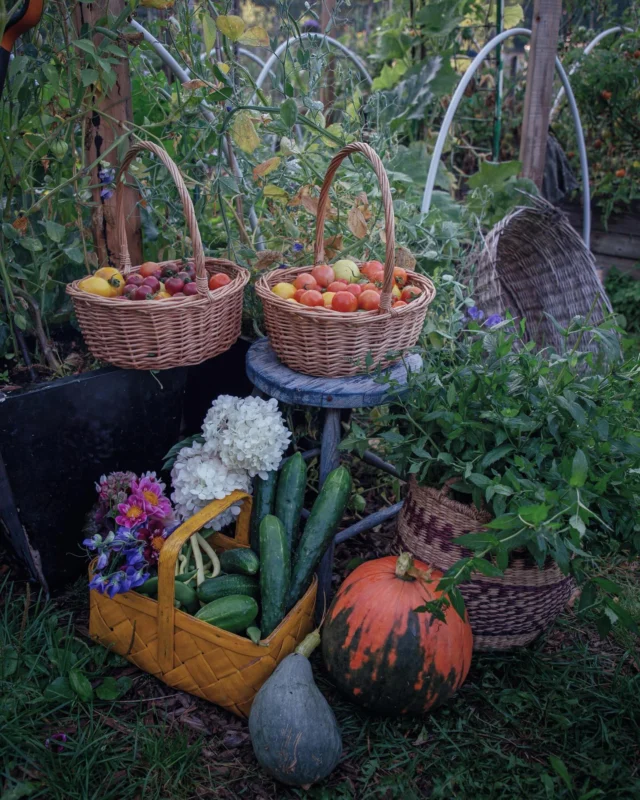 Mä olin kipee, mutta palsta oli sillä aikaa riehahdellut munkin puolesta 💥🥒🍅🌼🫛🌸