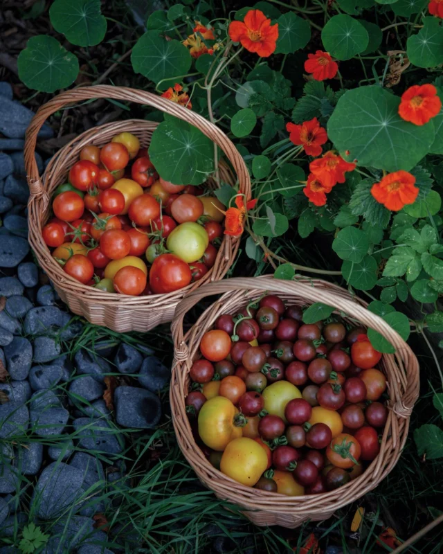 Tulihan niitä onneksi, tomaatteja (vaikka perunarutto otti osansa tänäkin vuonna) 🍅😮‍💨
 
Olin jo aivan varma, että viimevuotinen tomaattikatastrofi toistuu. Ainutkaan tomaatti palstalla ei näyttänyt punertumisen merkkejä vielä heinäkuun lopussa, joten annoin jo periksi: olen taas paapinut tomaatintaimia maaliskuusta lähtien vain kantaakseni kasvitaudin tuhoaman sadon biojätteeseen.
 
Viime vuonna ehdittiin saada tomaatteja ehkä kourallinen, minkä jälkeen kaikki raakileet alkoivat punertumisen sijaan rusehtaa. Luulin tautia ensin latvamädäksi, mutta kiitos somen kanssapuutarhureiden, ymmärsin kyseessä olevan todennäköisesti perunaruton. Tästä löytyy maaliskuussa julkaistu reels.
 
Tänä vuonna osasin siis pelätä pahinta, sillä perurarutosta voi jäädä maahan munaitiöitä – mutta myös ennakoida, jotta perunaruton rällästys aiheuttaisi mahdollisimman vähän tuhoja:
 
⛑️ Jatkoin kiertoviljelyä, eli en kasvata samalla paikalla samaa kasvia peräkkäisinä vuosina.
⛑️ Heinäkuun loppupuolella harvensin reilusti lehtiä, jotta kasvustoissa olisi ilmavampaa.
⛑️ Poimin rusehtuneet tomaatit pois tartuttamasta muita ja vein ne palsta-alueen biojätteeseen (ei siis kompostoriin)
🧯Olisi kannattanut myös kastellessa suunnata vesi suoraan maahan, ei huljuttella vettä kasvustojenkin päälle.
🧯Olisi kannattanut myös kylvää vain pieniä hedelmiä tekeviä tomaatteja, sillä lähes kaikki tautia poskiinsa ottaneet tomaatit ovat isoja, pitkän kypsymisajan (tautialttiudessa) vaativia tomaatteja.
 
Biojätteeseen on saanut tuon kuvissakin näkyvän, viikon sairastelun jälkeen kerätyn 10 litran sangon lisäksi viedä varmasti yhteensä toisen samanmoisen. Mutta silti: pahimpiin skenaarioihin verrattuna me olemme saaneet tilanteeseen nähden ihan tosi kivan tomaattisadon!
 
Sen tietää siitä, että tomaatteja on ollut niin paljon, että niitä ei enää ole vain napostellut tuoreeltaan, vaan lopulta tomaatteja tunkemalla tunkee jokaiseen ruokaan, tomaatteja säilöö ja tomaattien ympärille rakentaa ruokasuunnitelmat. Tomaattikeitto tuoreista kivinokkalaisista tomaateista on suorastaan syntisen huikentelevaista ja tuhlaavaista! 🥹🍅❤️

Loput tomaatit saanee pian kerätä sisälle kypsymään 🤌🏽🍂