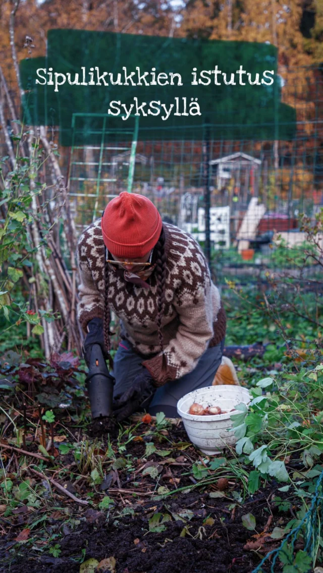 Nyt valmistellaan palstan kevään sipulikukkaloisto 💐

Me laitoimme palstan kevään ensimmäiset kulkijat maahan syyslomalla. Mutta vieläkin ehtisi, vaikka pieni ripaus lunta saatiin näin marraskuun alun kunniaksi tänne eteläänkin, rannikkoa myöten.

Tärkeintä on istuttaa sipulikukat niin että ne ehtivät vielä juurtua, mutta eivät vielä lähde kasvamaan. Kun kukkapenkin päälle ripottelee pudonneita lehtiä katteeksi, toimii se kuin peittona maalle, suojaten ja lämmittäen sitä. 

Ja samalla lehdet maatuvat penkkiin ravinteiksi tulevalle kasvukaudelle 🌱